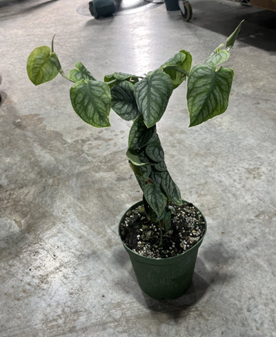 6" Monstera Dubia Pole